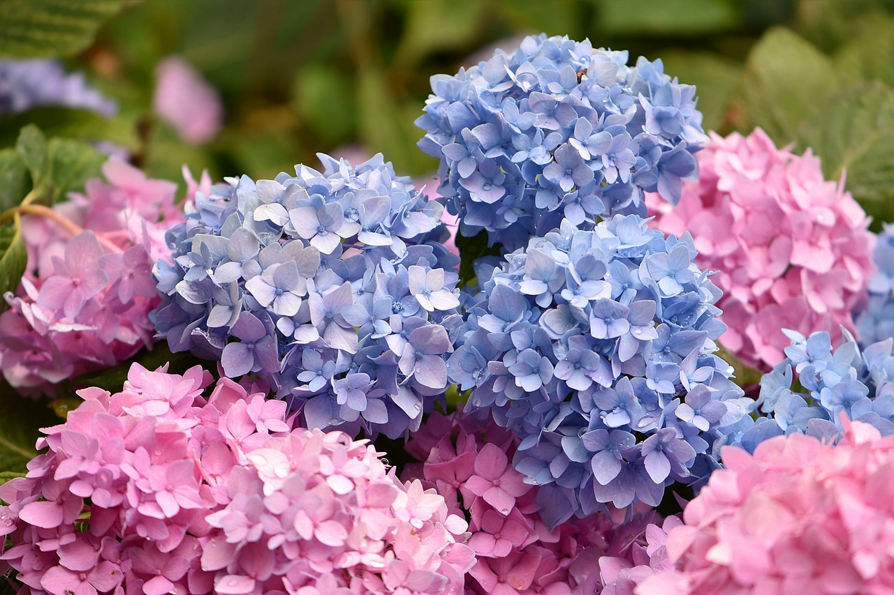 Hortensienblüten - Helga Kattinger auf Pixabay